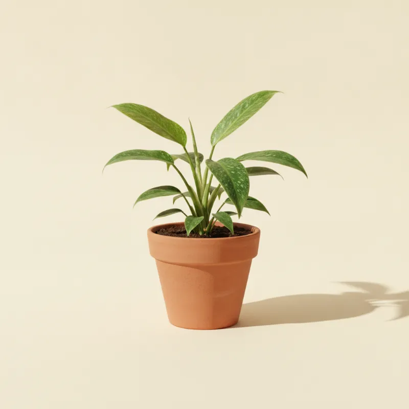 Philodendron — Philodendron jose buono (illustratie)