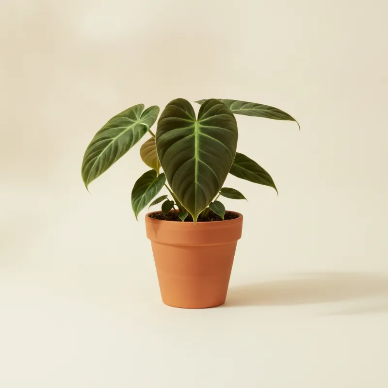 Philodendron — Philodendron luxurians (illustratie)