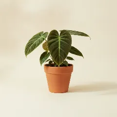 Philodendron