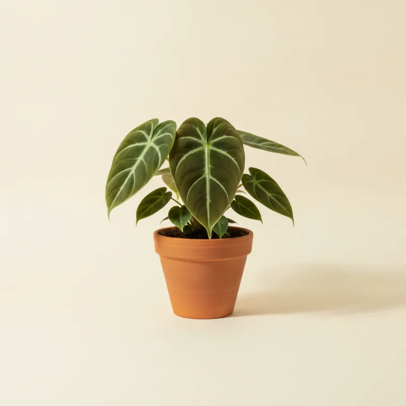 Philodendron — Philodendron majestic (illustratie)