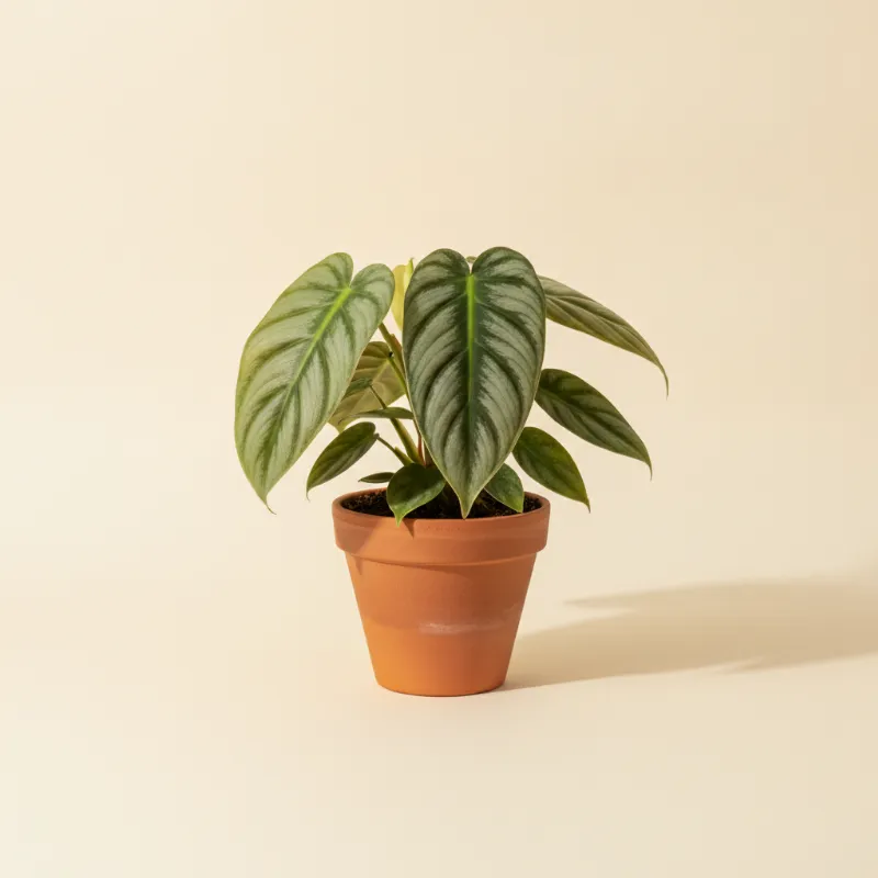 Philodendron — Philodendron mamei (illustratie)