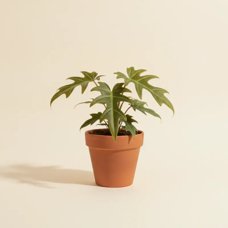 Philodendron — Philodendron mayoi (illustratie)
