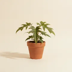 Philodendron