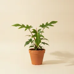 Philodendron