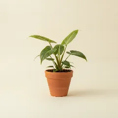 Philodendron