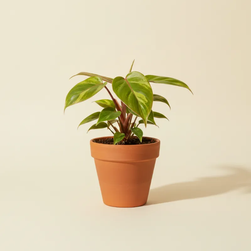 Philodendron — Philodendron painted lady (illustratie)
