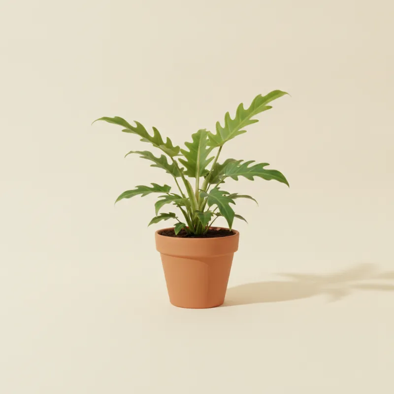 Philodendron — Philodendron paraiso verde (illustratie)