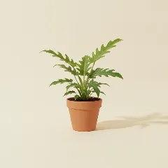 Philodendron