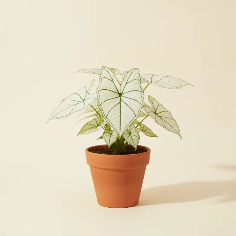 Caladium — Caladium 'White Christmas' (illustratie)