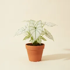 Caladium
