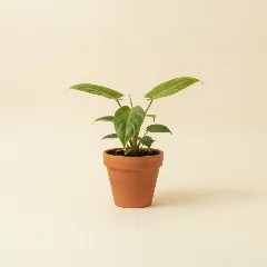 Philodendron