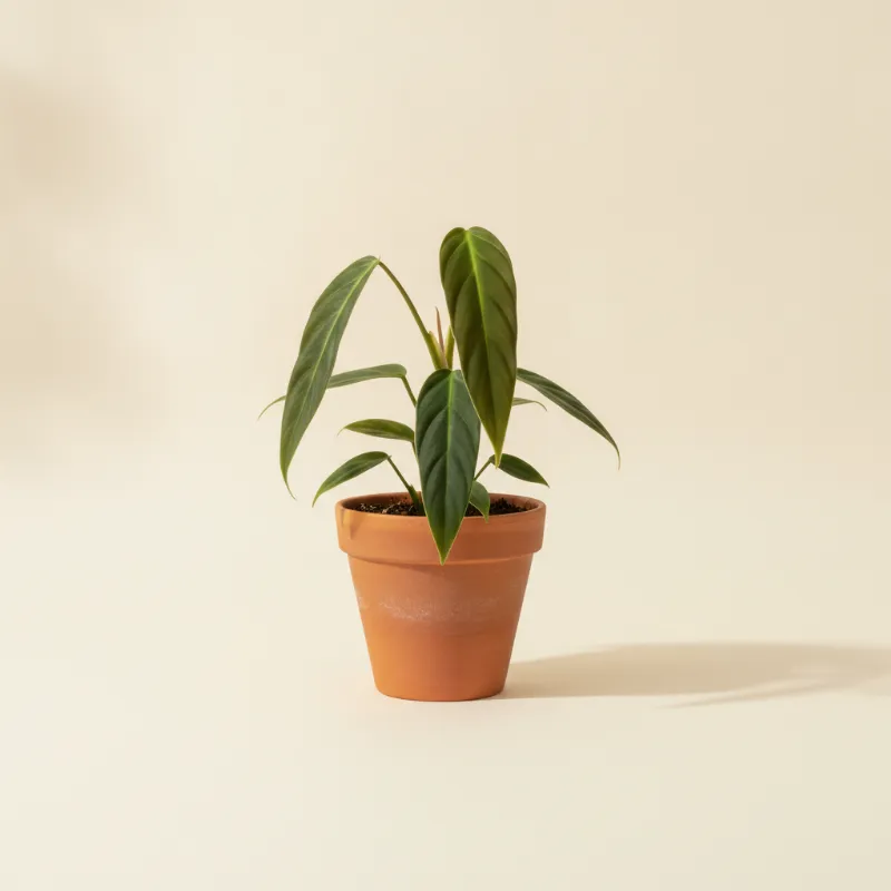 Philodendron — Philodendron patriciae (illustratie)
