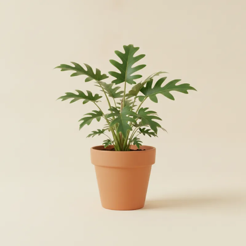 Philodendron — Philodendron pedatum (illustratie)