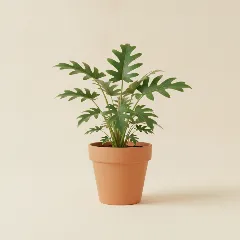 Philodendron