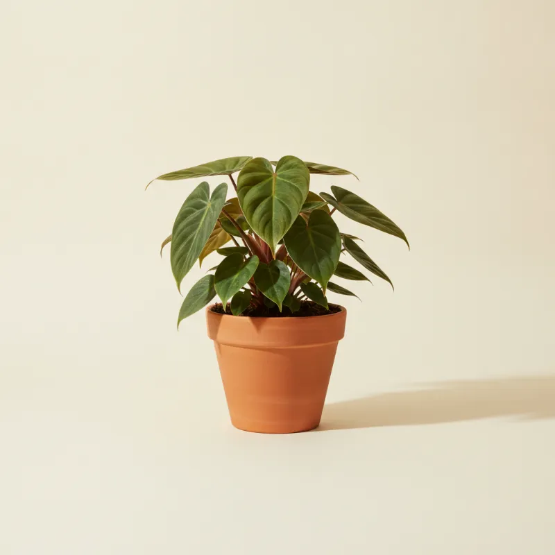 Philodendron — Philodendron plowmanii (illustratie)