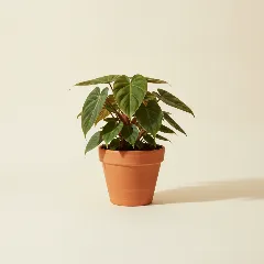 Philodendron