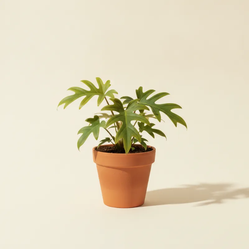 Philodendron — Philodendron polypodioides (illustratie)