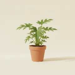 Philodendron