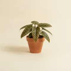 Philodendron
