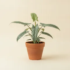 Philodendron