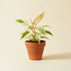 Philodendron