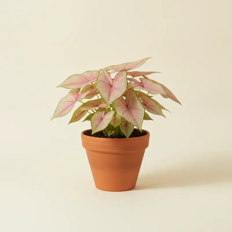 Caladium — Caladium 'Florida Sweetheart' (illustratie)