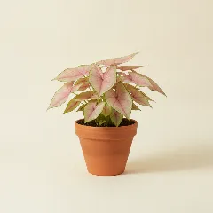 Caladium