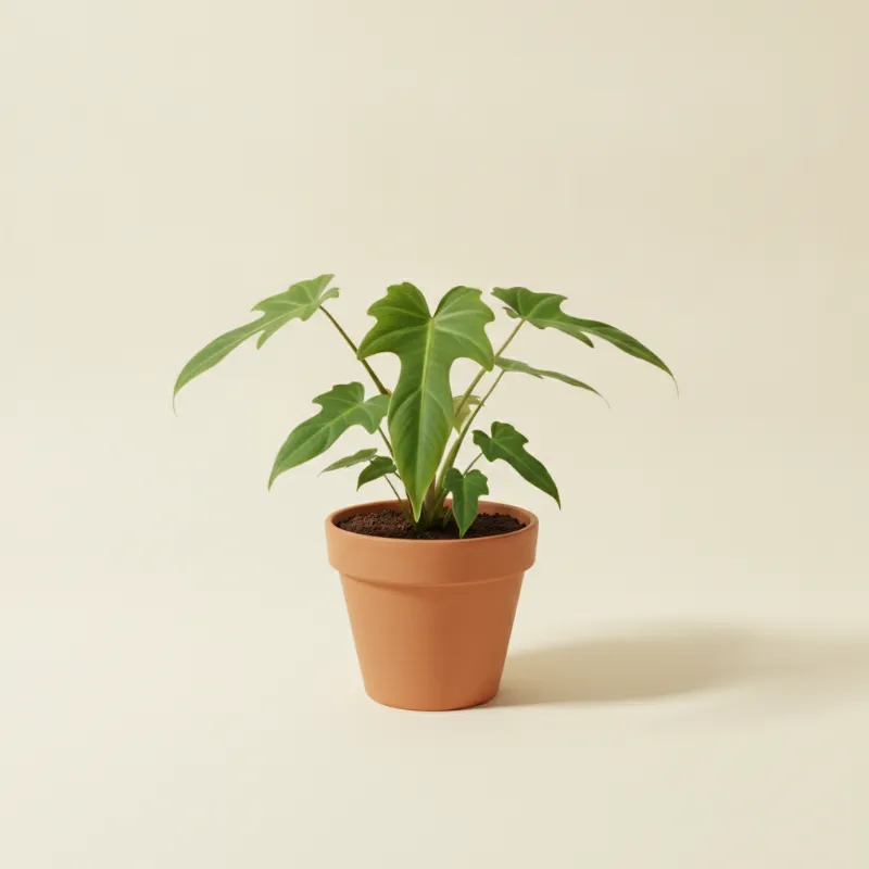 Philodendron — Philodendron spiritus sancti (illustratie)