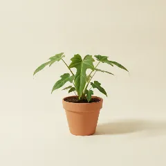 Philodendron