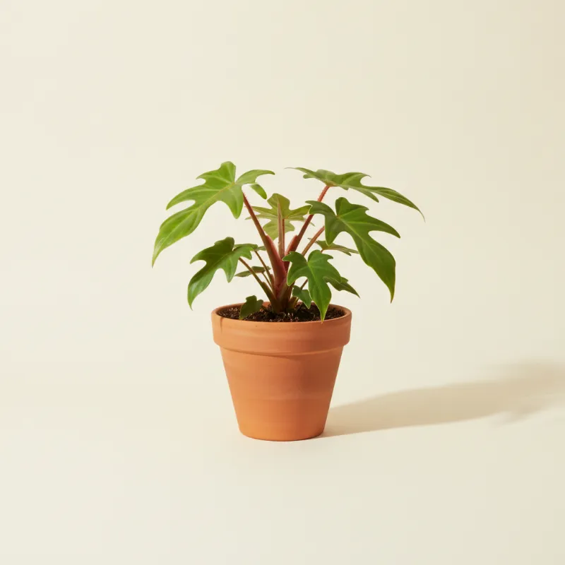 Philodendron — Philodendron squamiferum (illustratie)