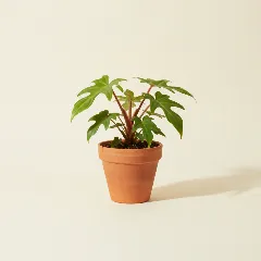 Philodendron