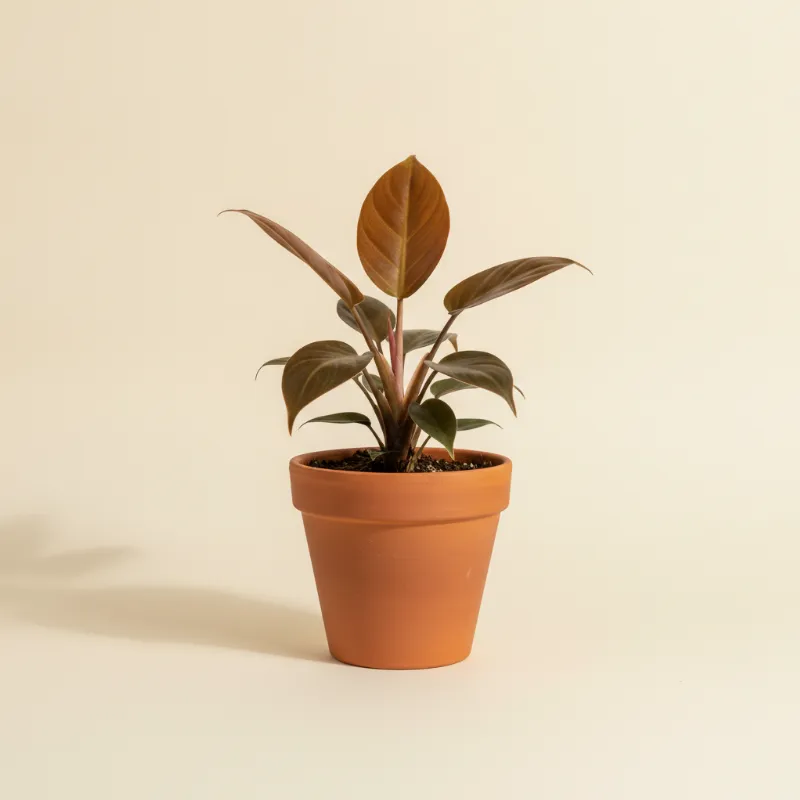 Philodendron — Philodendron subhastatum (illustratie)