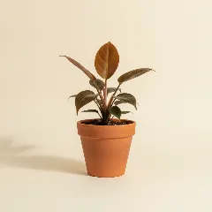 Philodendron