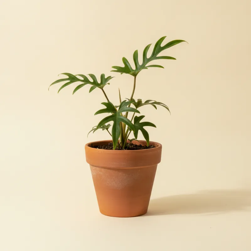 Philodendron — Philodendron tortum (illustratie)
