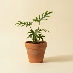 Philodendron
