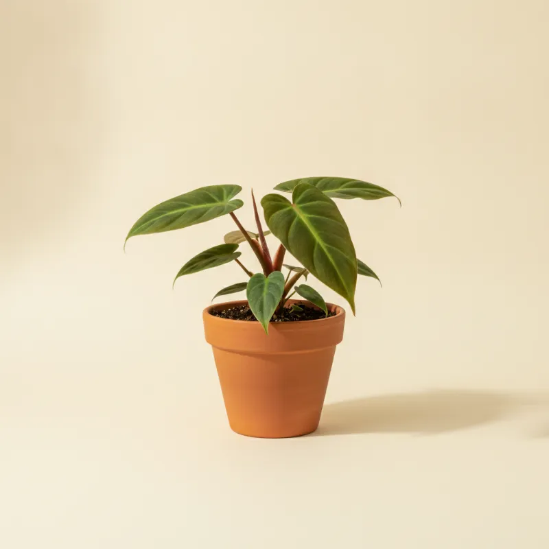 Philodendron — Philodendron verrucosum (illustratie)