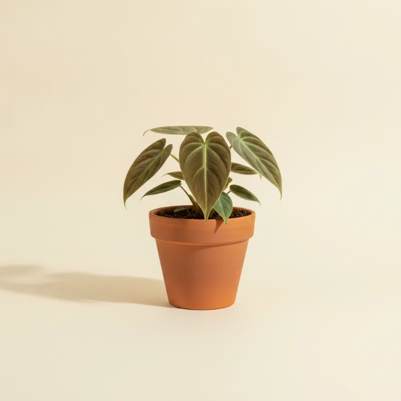 Philodendron — Philodendron verrucosum 'Incensi' (illustratie)