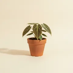 Philodendron