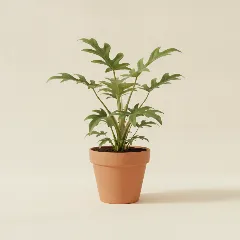 Philodendron