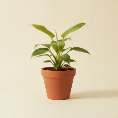Philodendron
