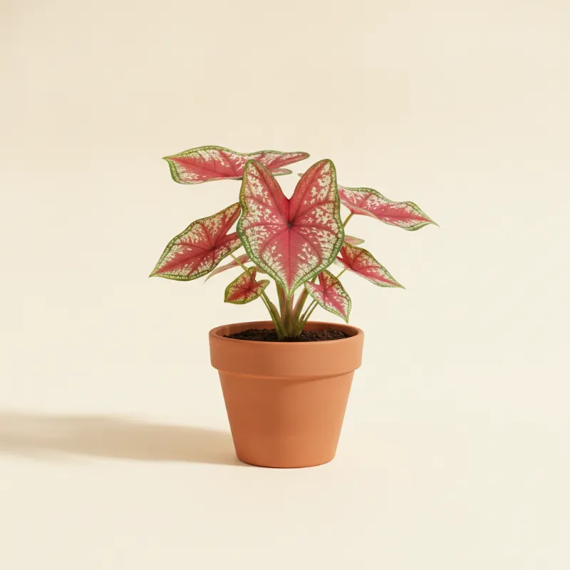 Caladium — Caladium 'Red Flash' (illustratie)