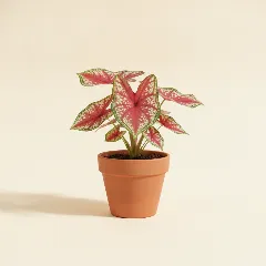 Caladium
