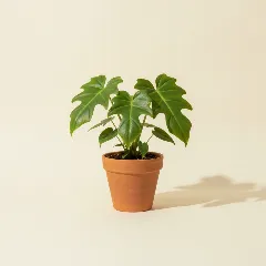Philodendron