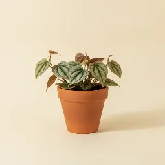 Piper crocatum