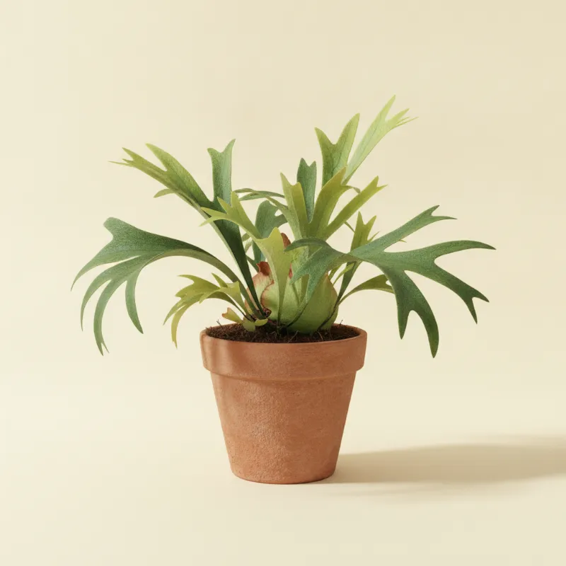Hertshoornvaren — Platycerium bifurcatum (illustratie)