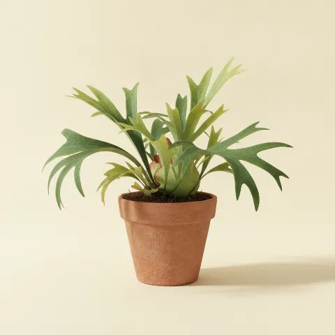 Hertshoornvaren — Platycerium bifurcatum (illustratie)