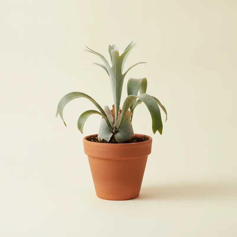 Platycerium veitchii (illustratie)