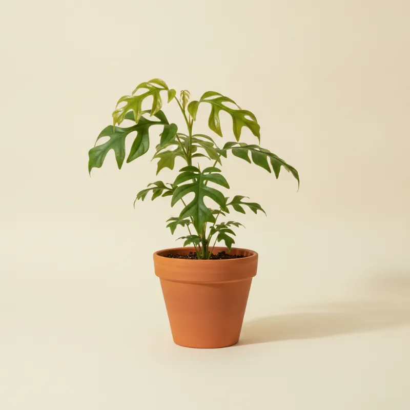 Rhaphidophora decursiva (illustratie)