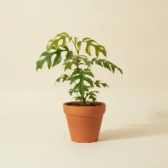 Rhaphidophora decursiva