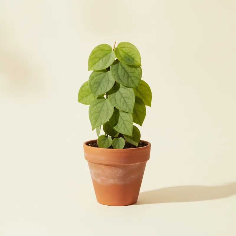 Rhaphidophora hayi (illustratie)